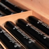 Etiam dictum egestas